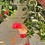 Thumbnail: Luna Brass String Toran