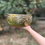 Thumbnail: Swarna Sunshine Golden Urli Set