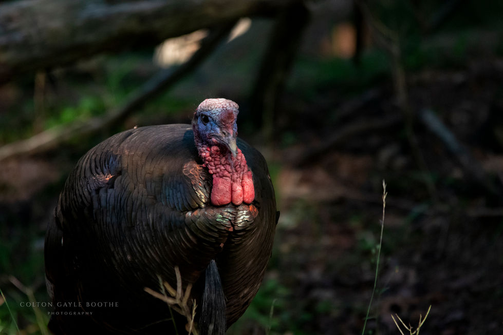 Granddaddy Wild Turkey