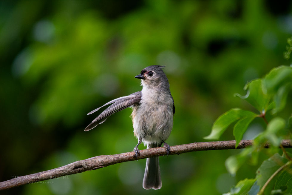 Tufted Titmouse strikes a Pose