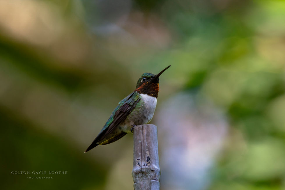 Ruby Throated Hummingbird guards the roost