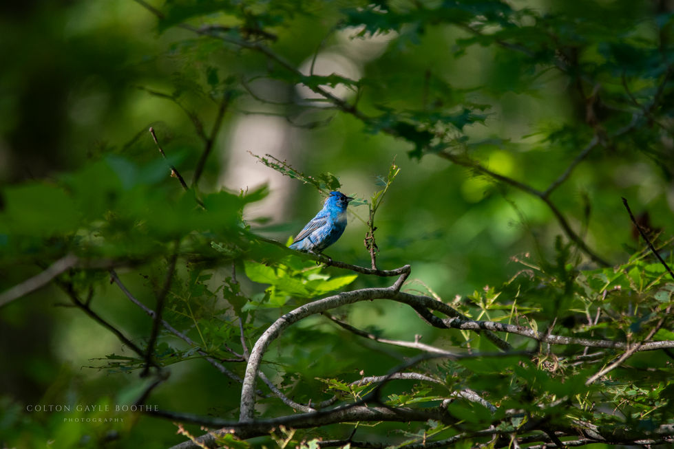 Indigo Bunting at Sunset
