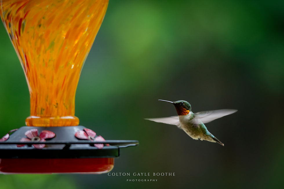 Close-up of a ruby-throated hummingbird hovering in mid-flight near an orange glass feeder with a soft green background.