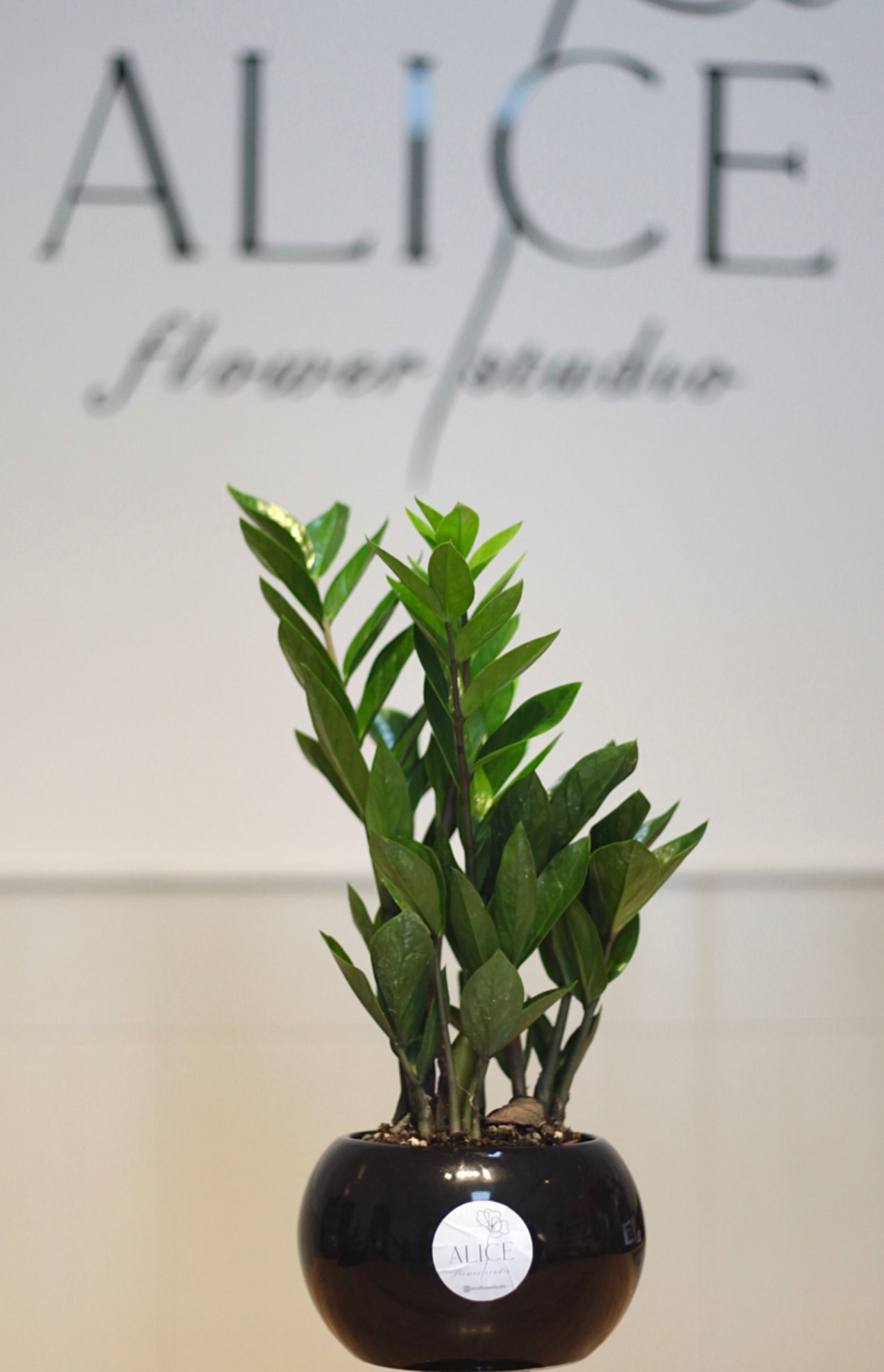 Zamioculcas