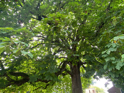 The subject of Death