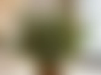 Ein mit Tannenzapfen geschmückter Strauß aus Tannenzweigen für Weihnachten.