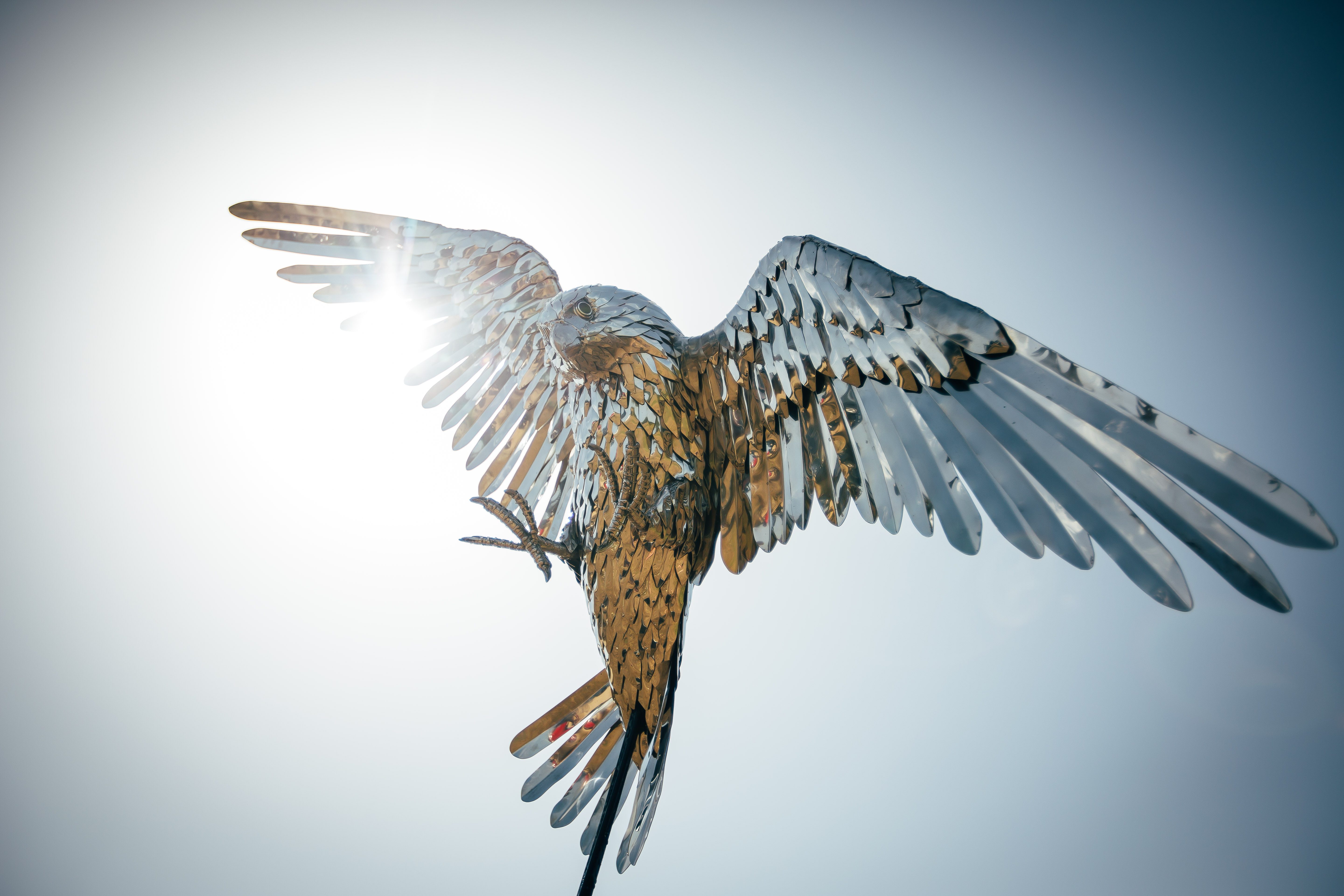 Falcon in Flight