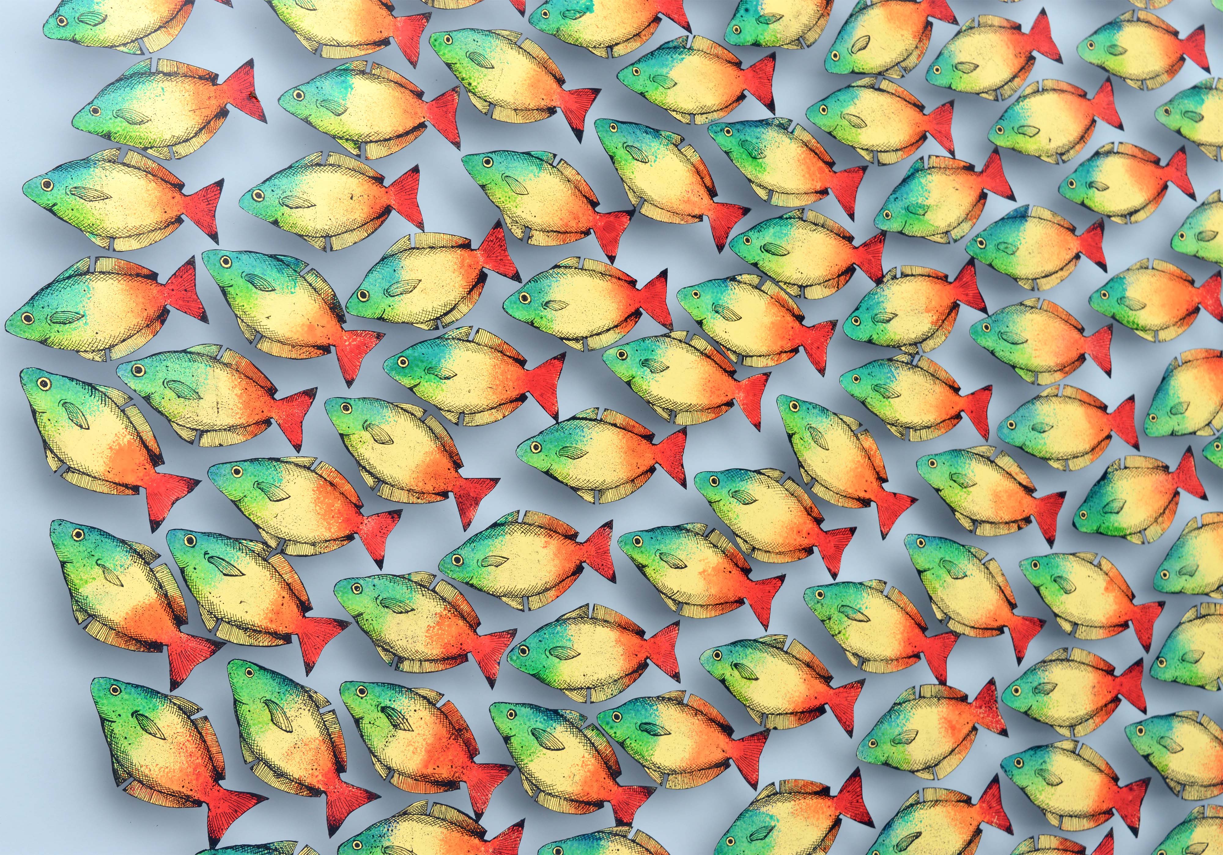 Boesemans Rainbow Fish