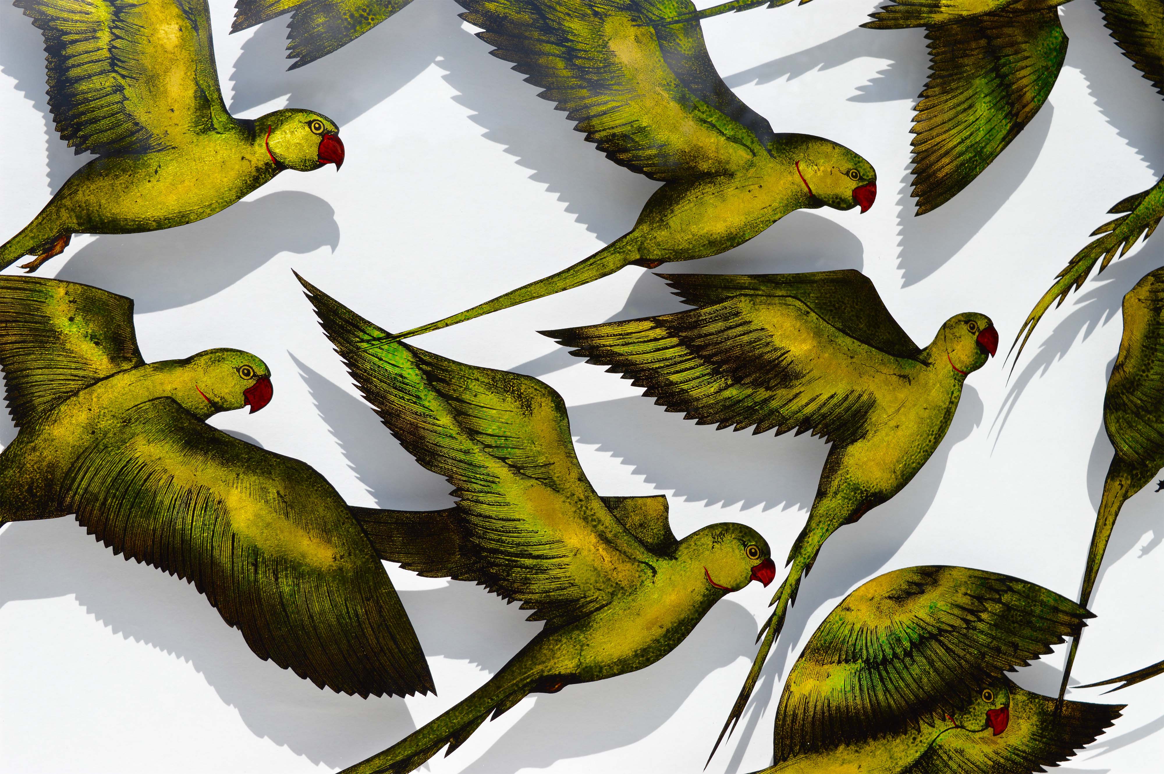 Flock of Rose ring-necked Parakeets