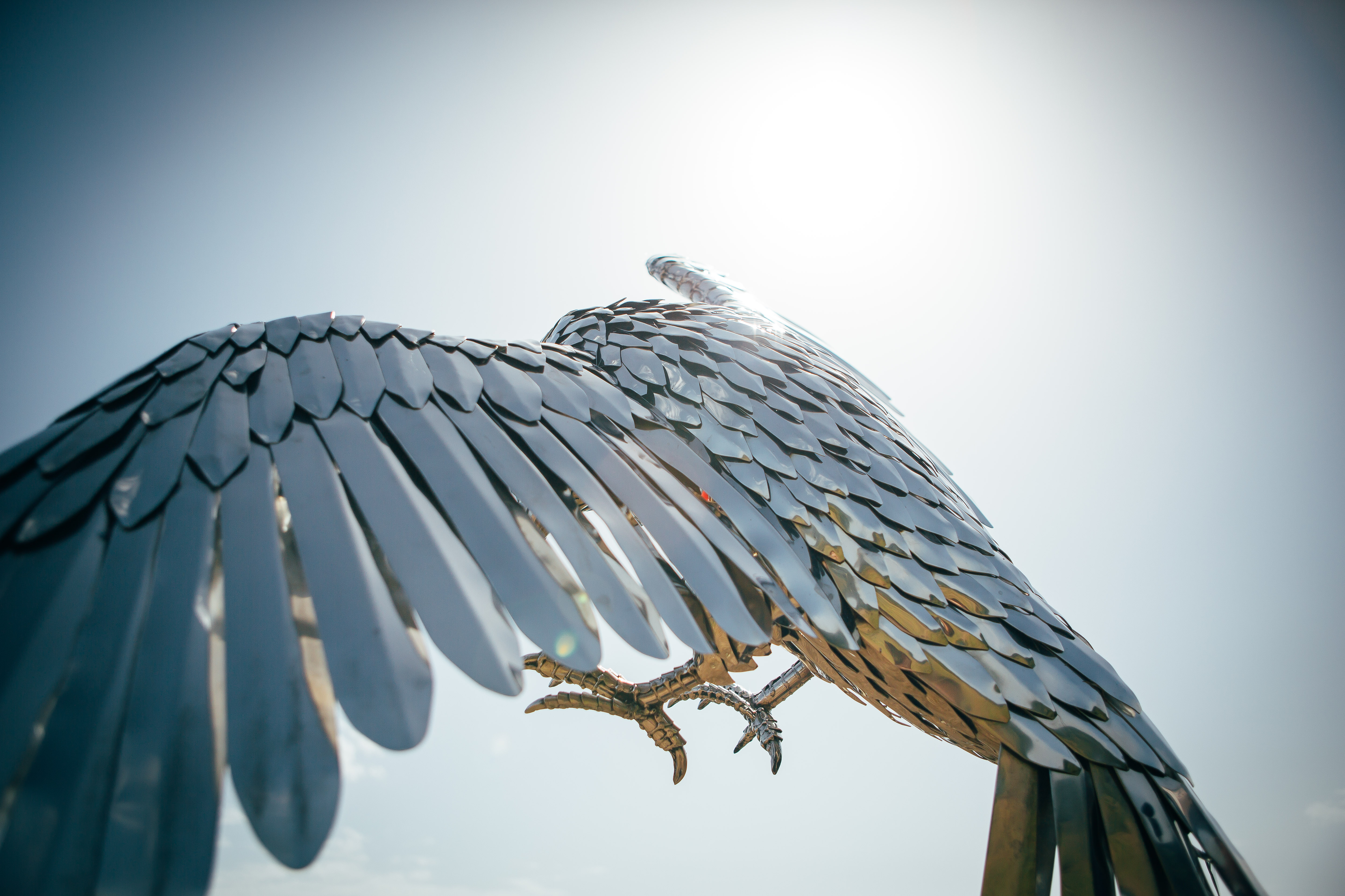 Falcon in Flight