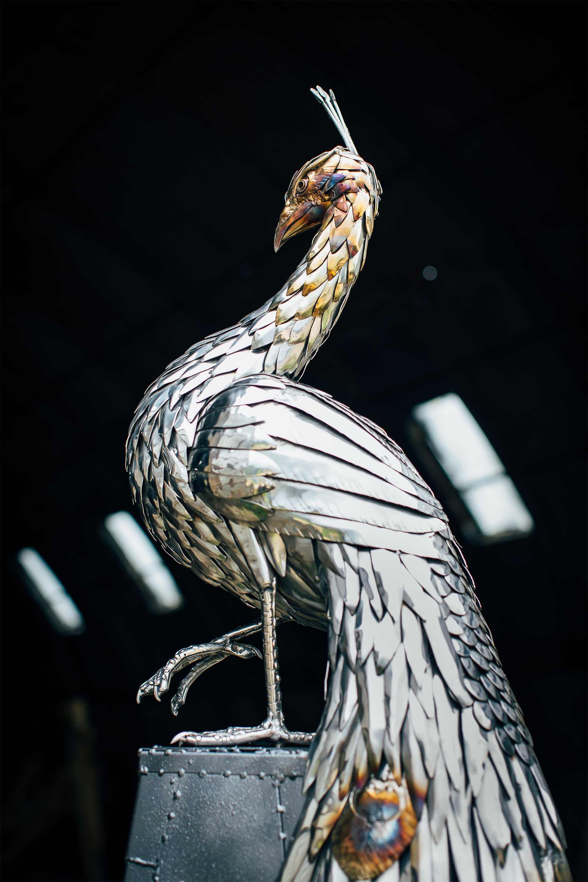 Peacock