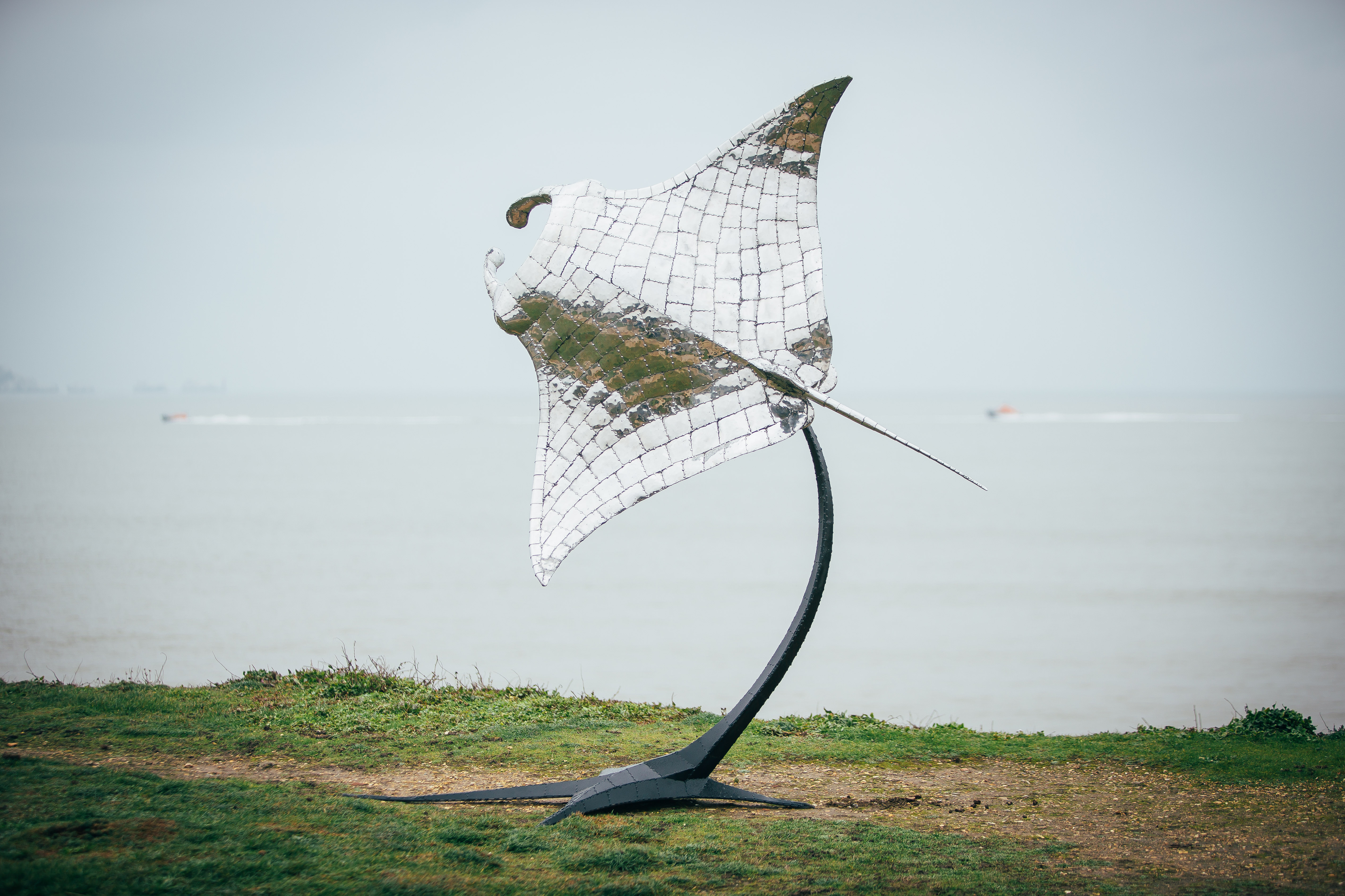 Manta Ray