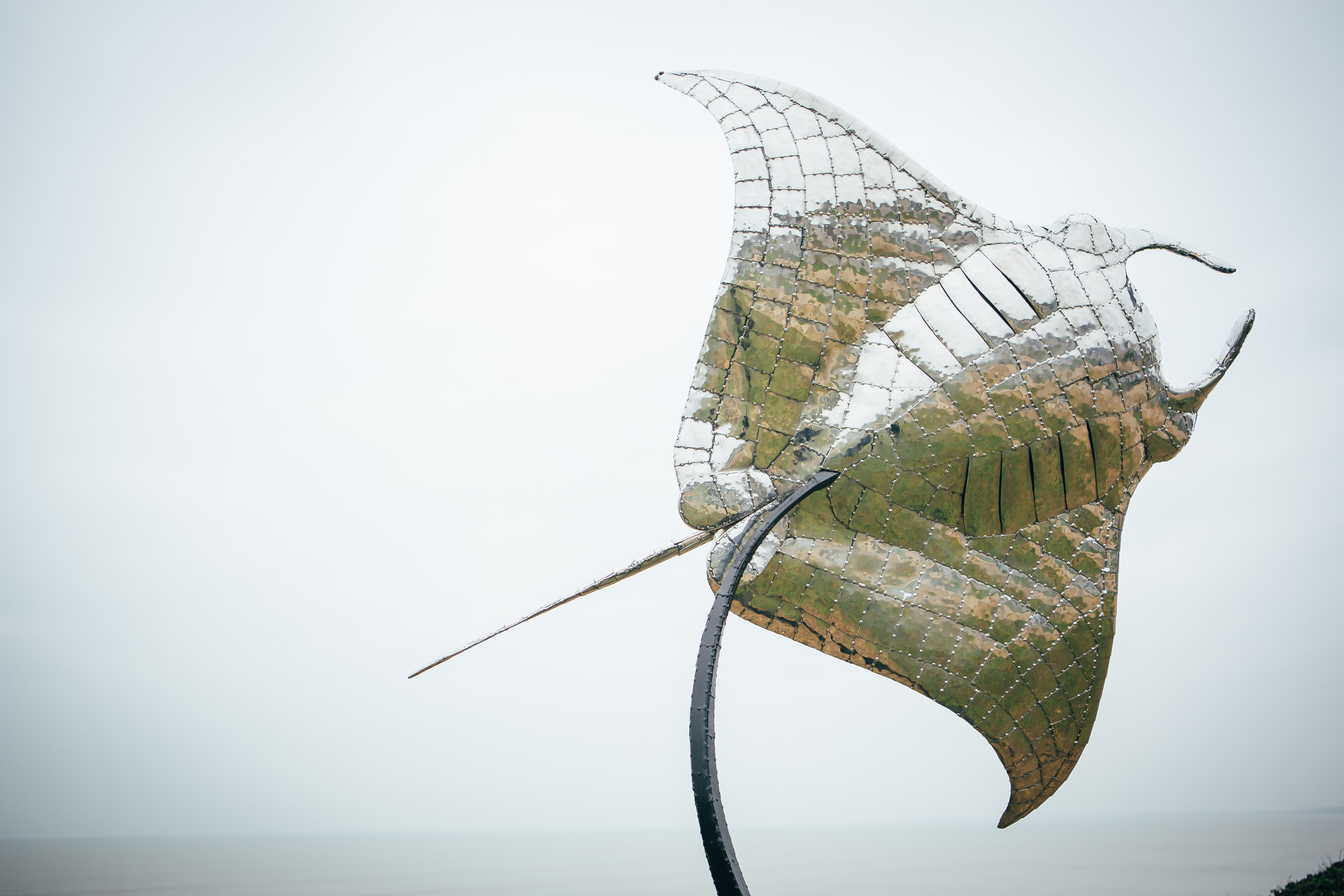 Manta Ray