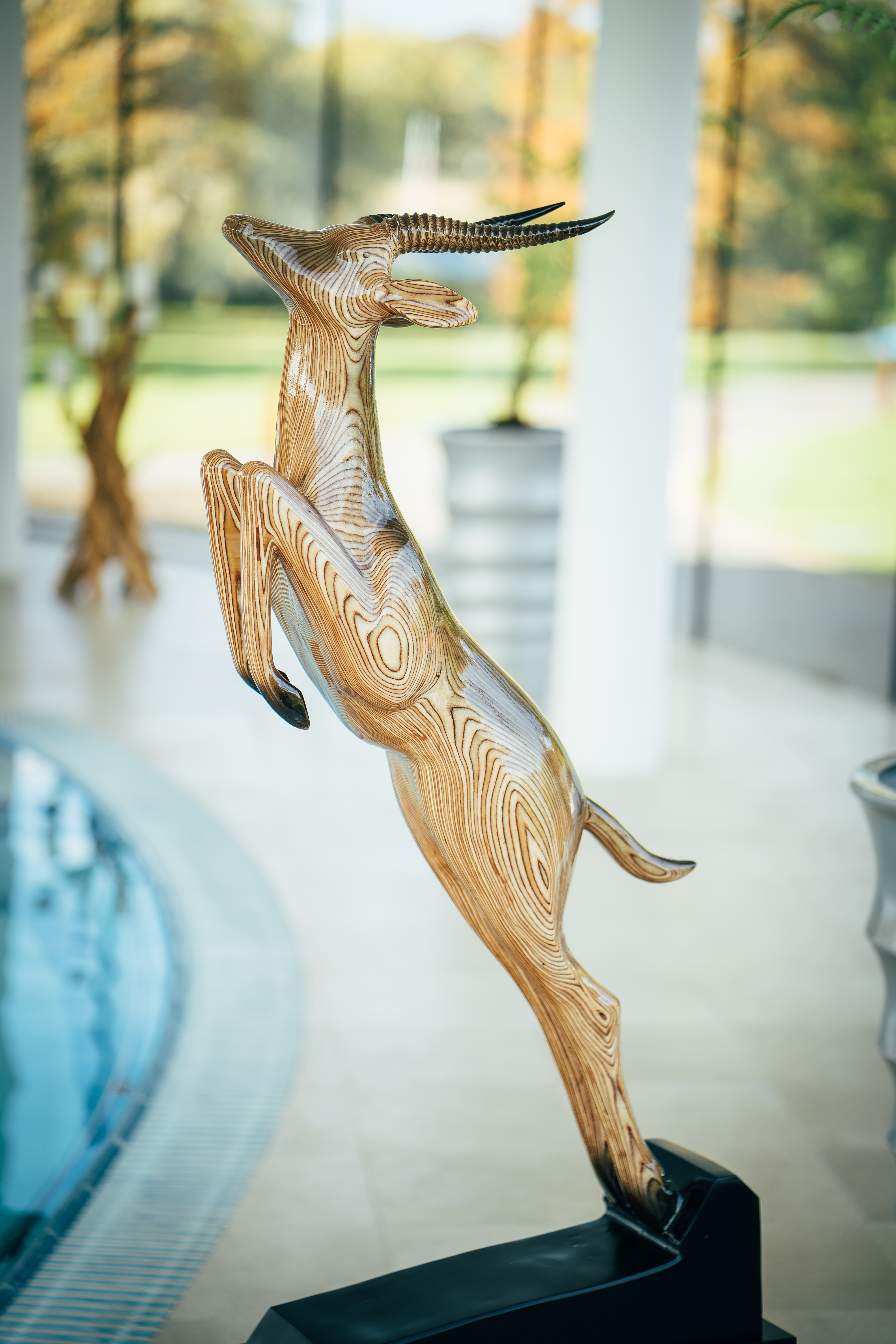 Springbok