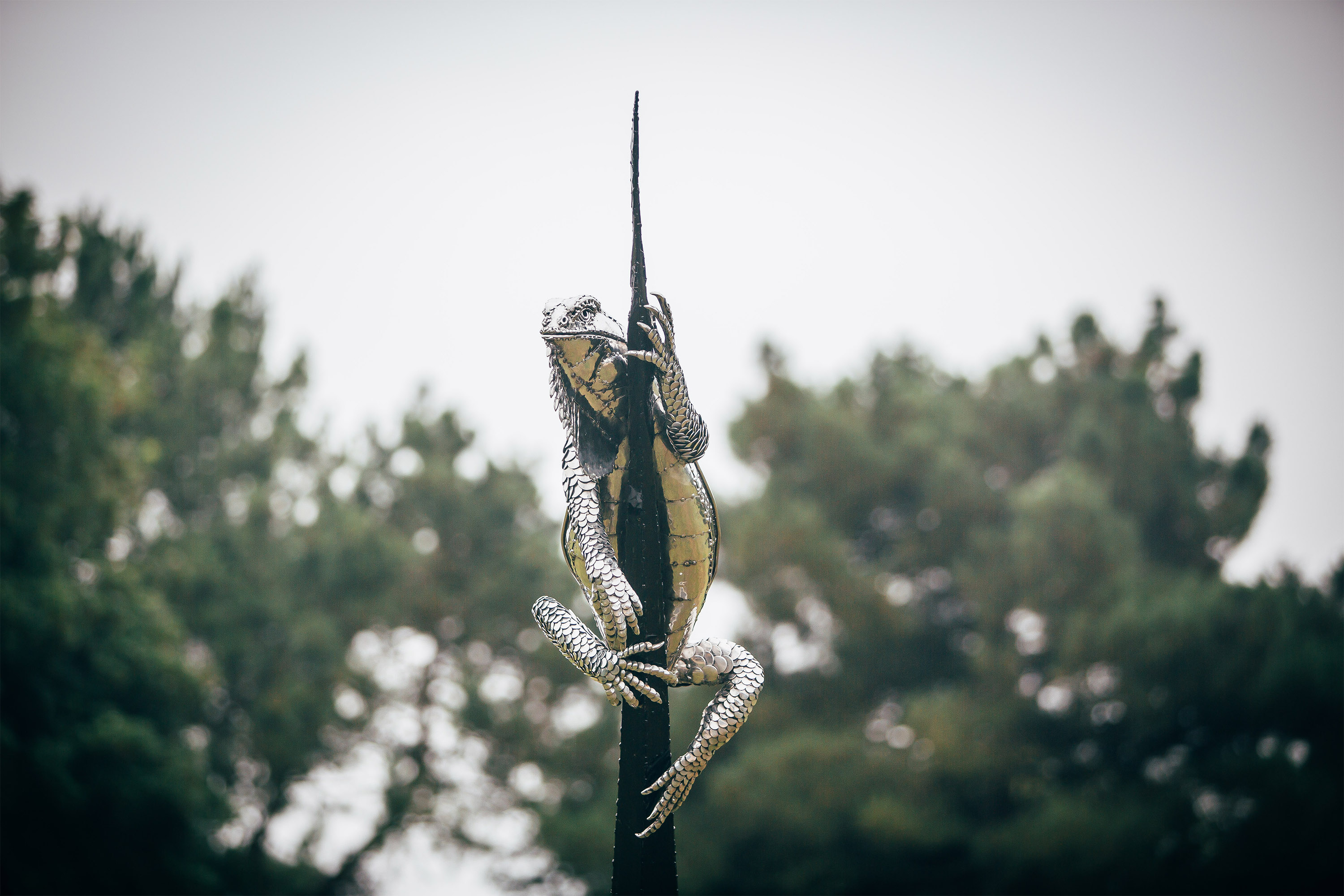 Climbing Iguana
