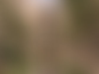 Block of flats with trees in front