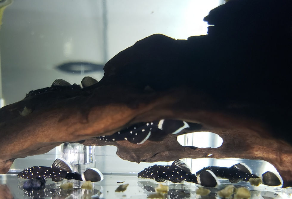 Thumbnail: L181 PEPPERMINT PLECO