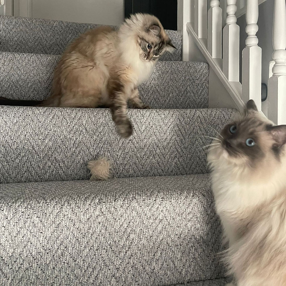 Cat Feeding Service First For Pets Lichfield