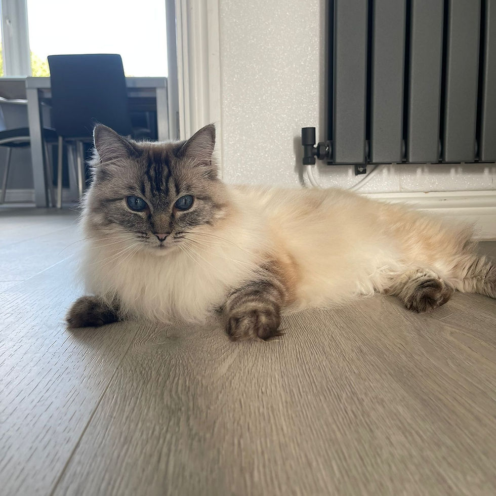 Cat Feeding Service First For Pets Lichfield