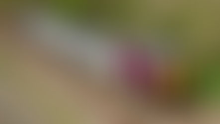 New Class 153 and 156 DMU liveries for the Gaugemaster Collection