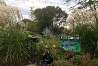 OLI Gardens