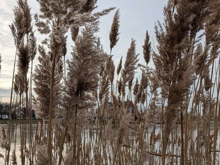 Fighting Phragmites...