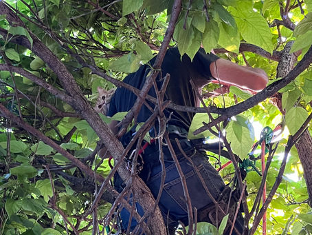 Removing the Cat from the Catalpa