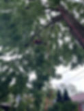 IMG_5289.JPEG