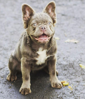 Adult Fluffy French Bulldog