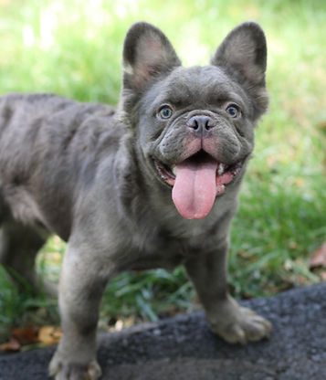 Fluffy French Bulldog Stud