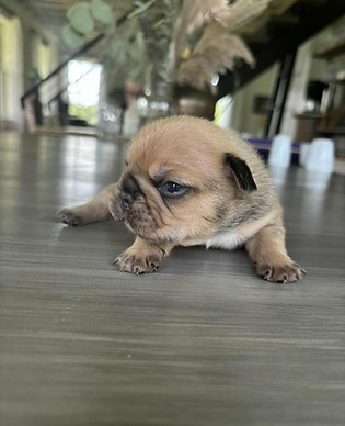 tan & black frenchie