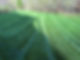 Beautiful lawn.jpeg