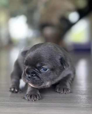 blue frenchie puppy