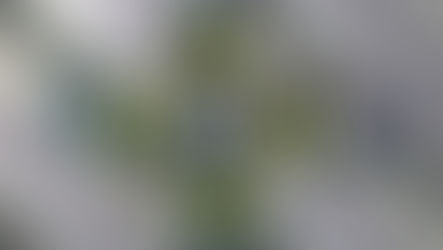 Meet the August Birthstone "Peridot"