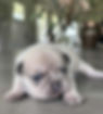 cream French bulldog puppy
