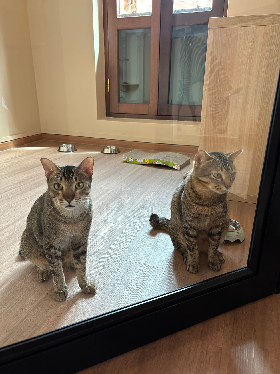 Pet Friendly Renovation