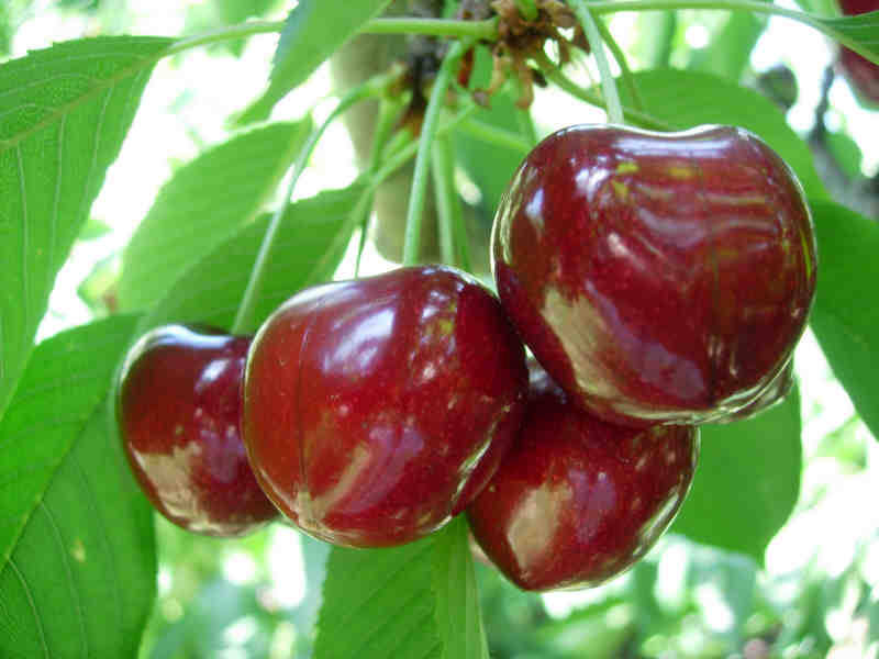 Cerise Variété Kordia Gros Calibre de Belgique  (222)