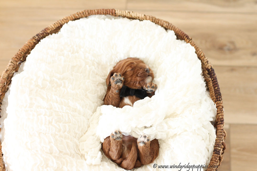 cockapoo breeder near me