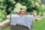 cockapoo for sale