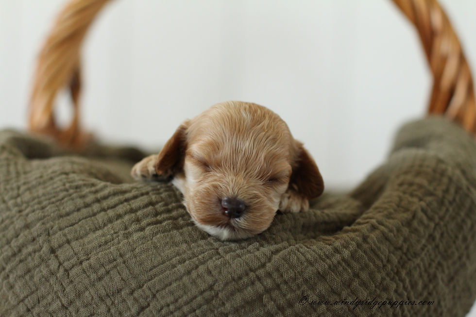cockapoo puppies for sale
