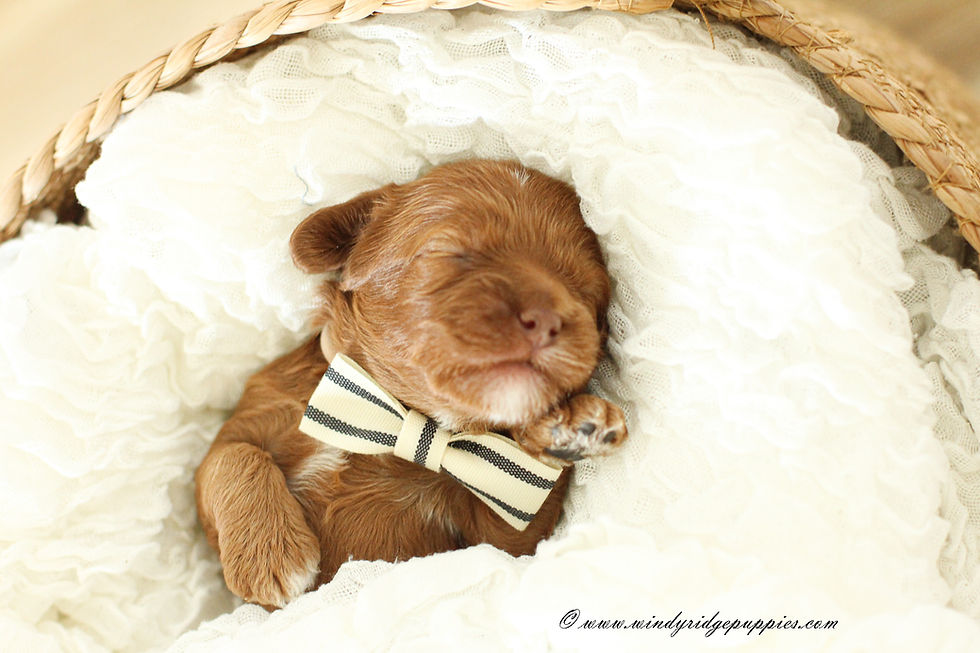 cockapoo for sale
