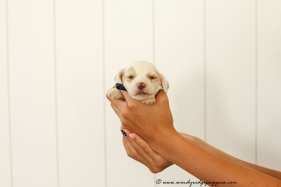cockapoo puppies for sale