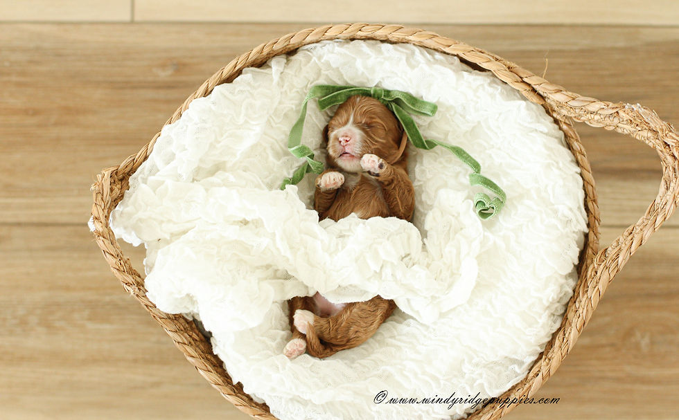 cockapoo for sale