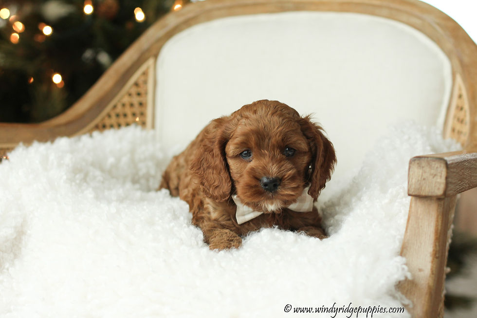 cockapoo breeder near me