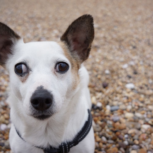 Dog;beach;jack russell;waves;shingle