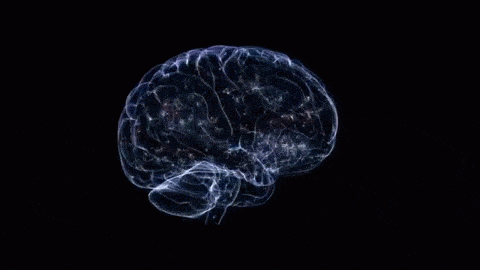human brain