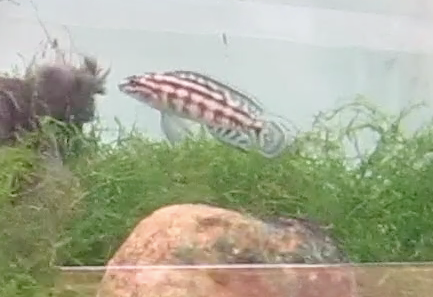 Thumbnail: Juliodochromis Marlieri