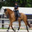 Miniature : Amortisseur dressage