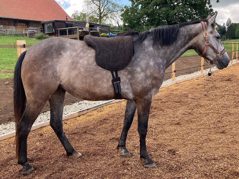 Miniature : Tapis de monte à cru avec gouttière
