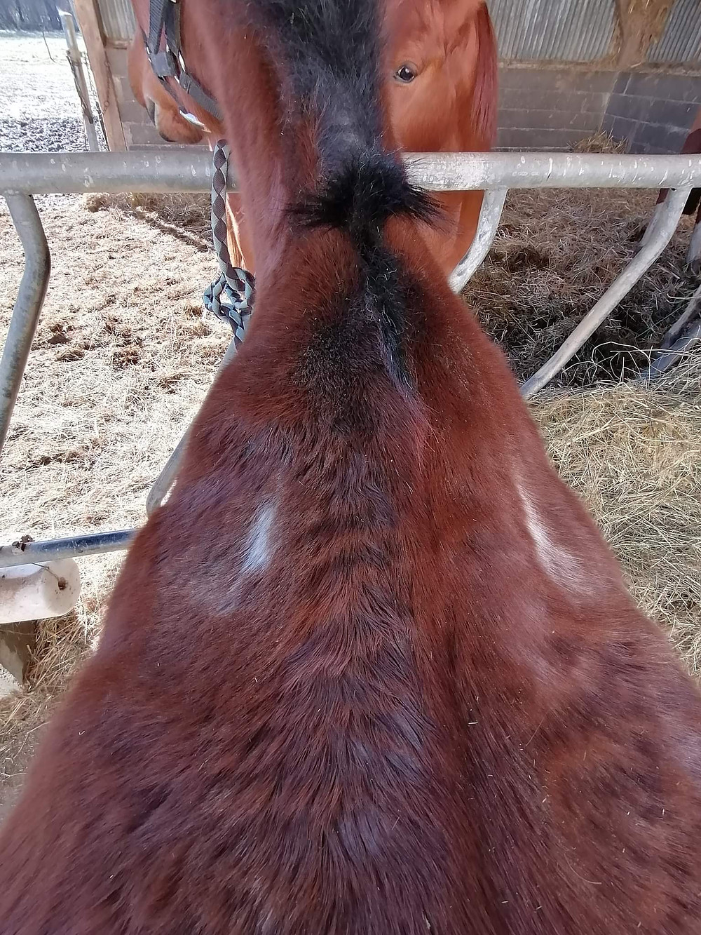 Douleur dos cheval : les signes qui doivent vous alarmer !